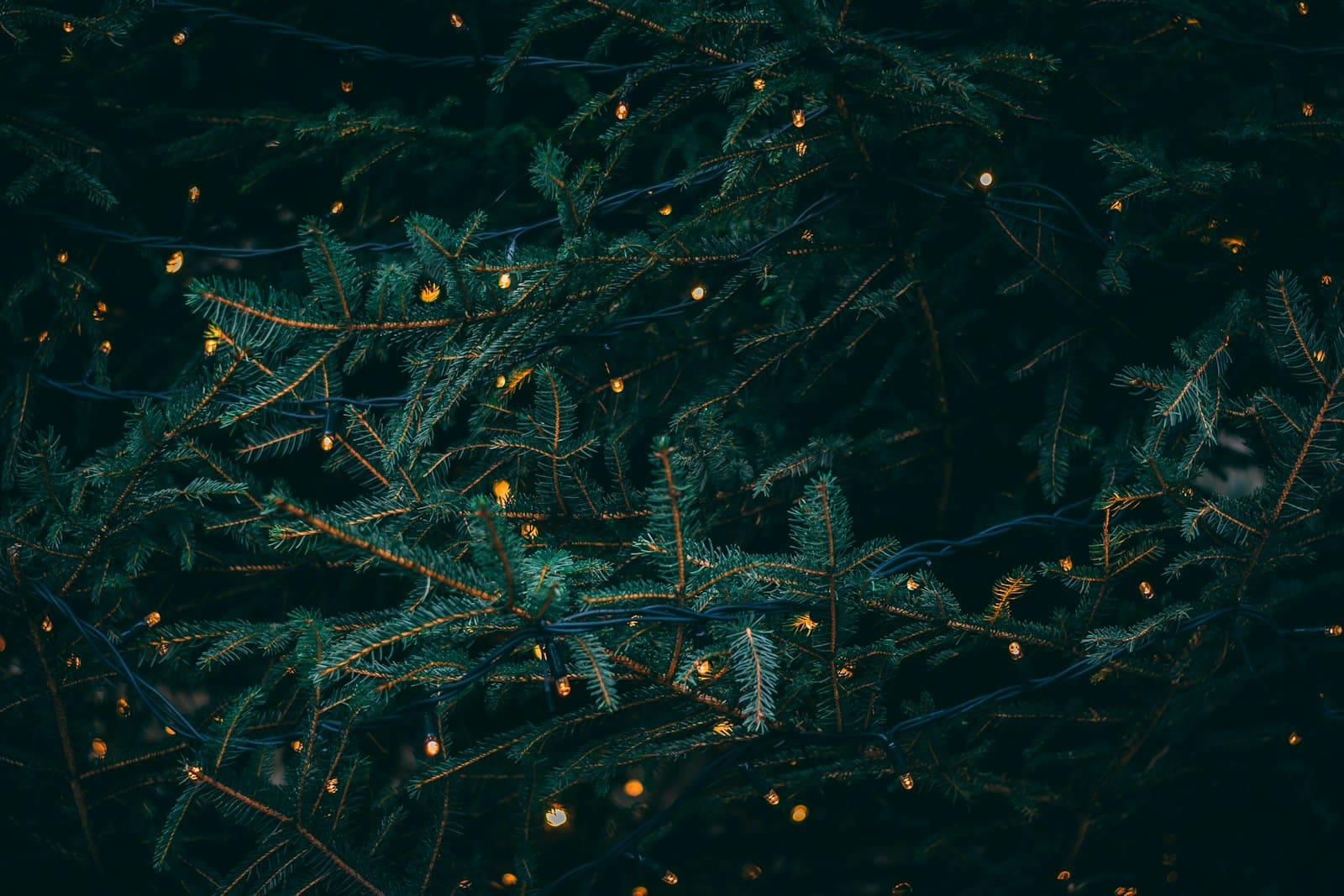 Photo by Kieran White green pine tree with fireflies