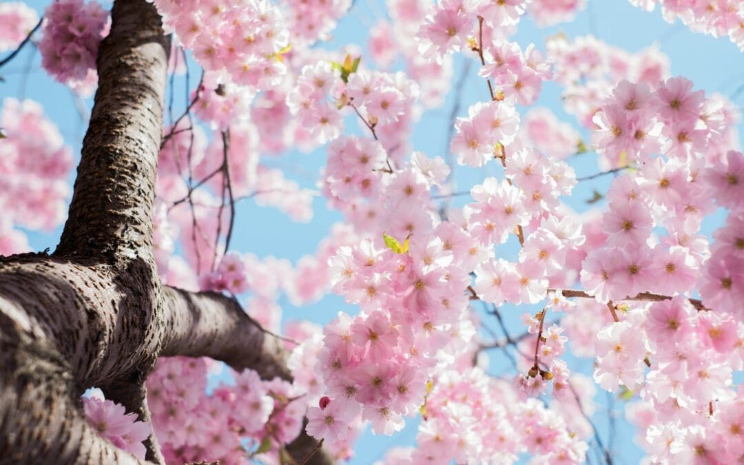 Celebrate the New Year in Spring: A Renewal of Feminine Energy