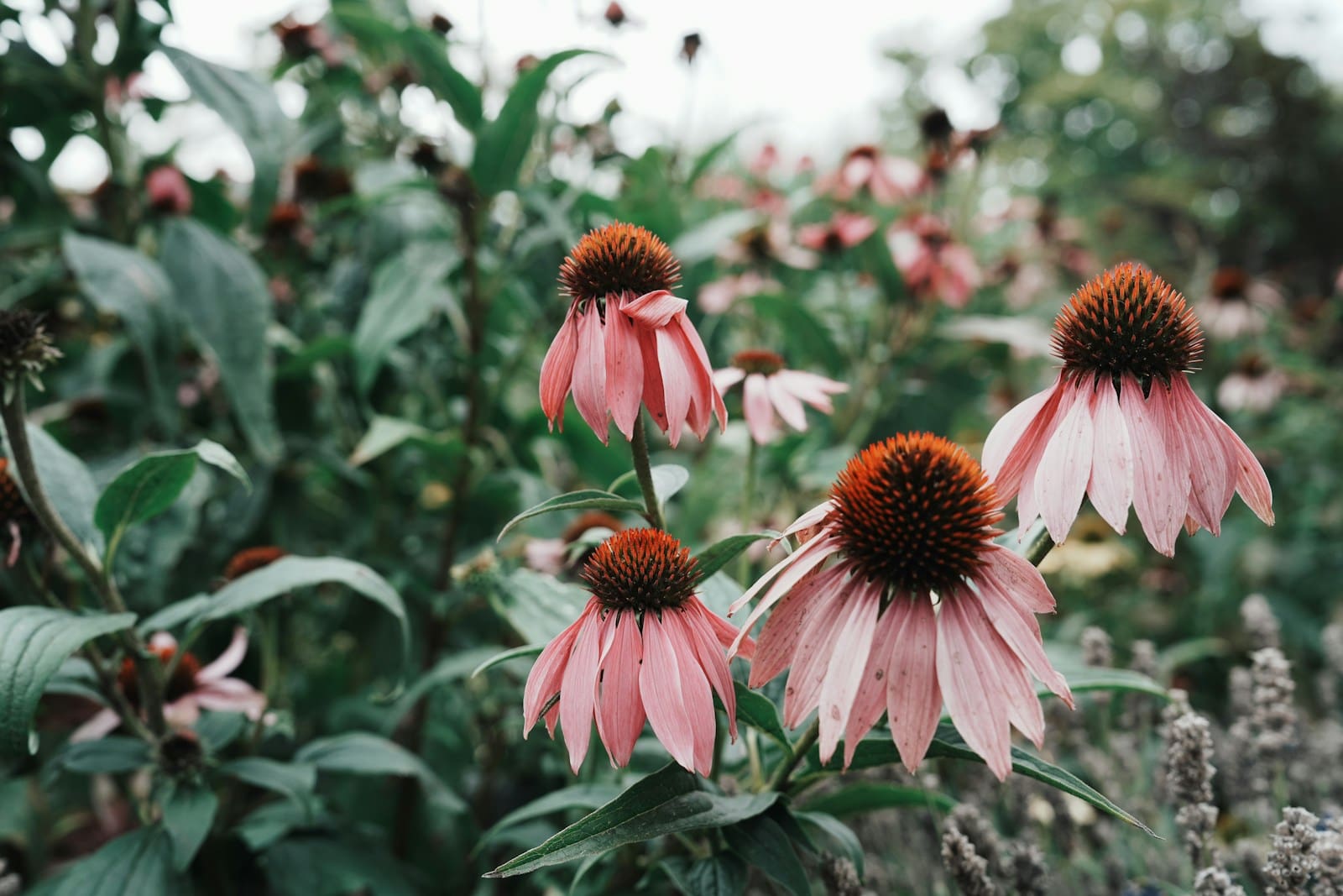 Photo by Anya Chernykh a field full of pink flowers with lots of green leaves