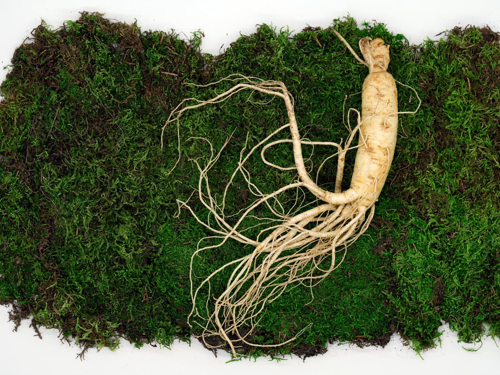 Photo by 本草圈 a close up of a red korean ginseng plant with roots on a green leafy background