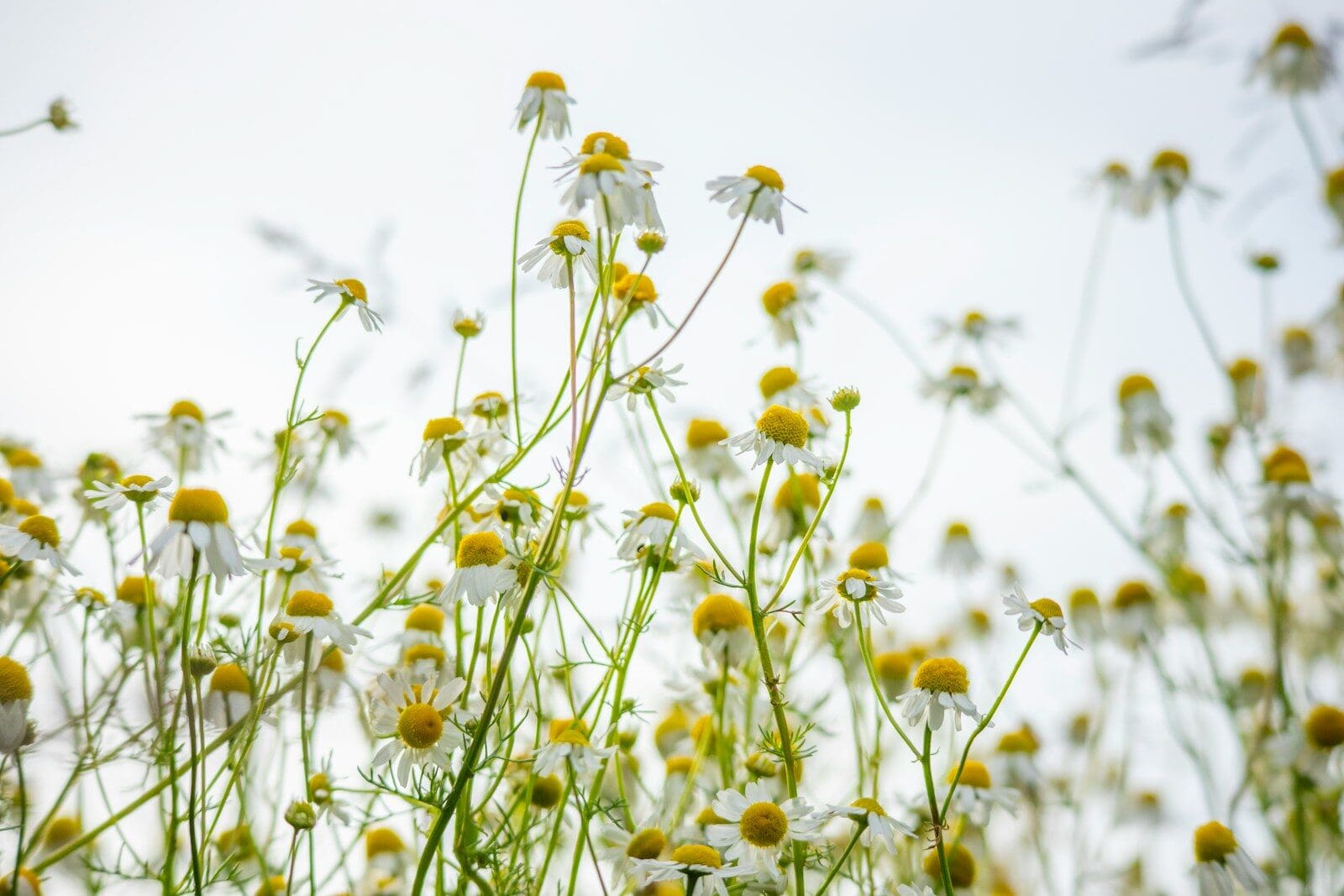Photo by Michael Held white and yellow chamomile flowers under sunny sky. the health benefits of chamomile have been known for centuries